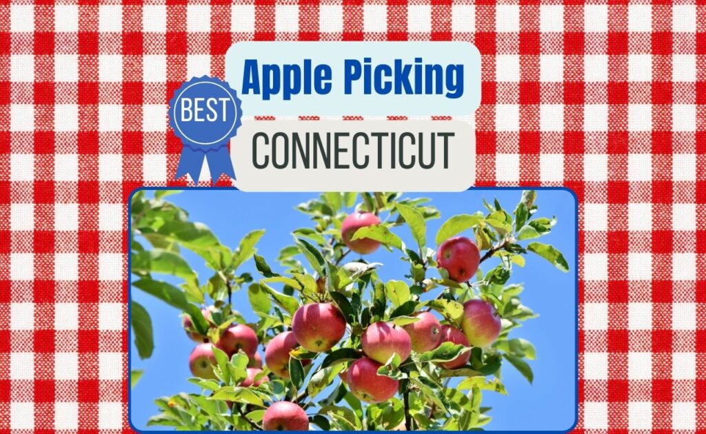 apple picking in Connecticut