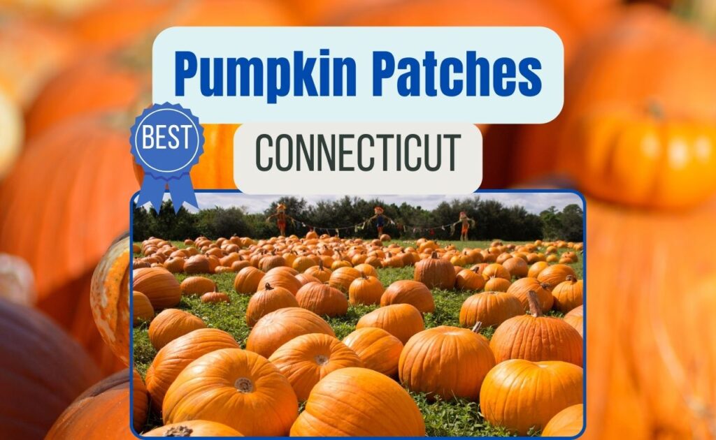 Best pumpkin patch CT